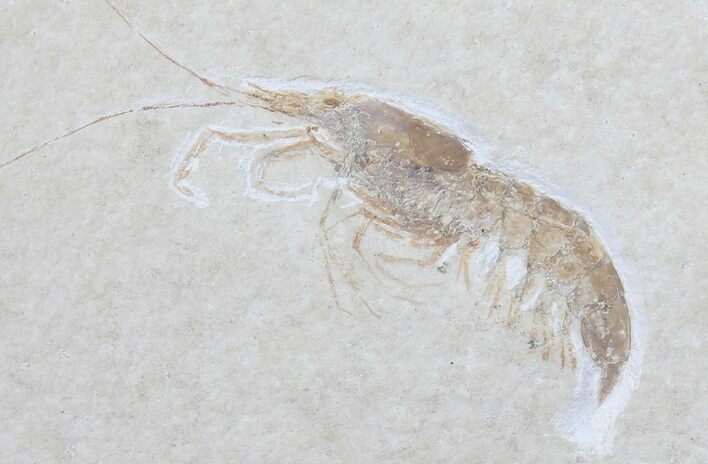 Jurassic Fossil Shrimp (Antrimpos) - Solnhofen Limestone #50829